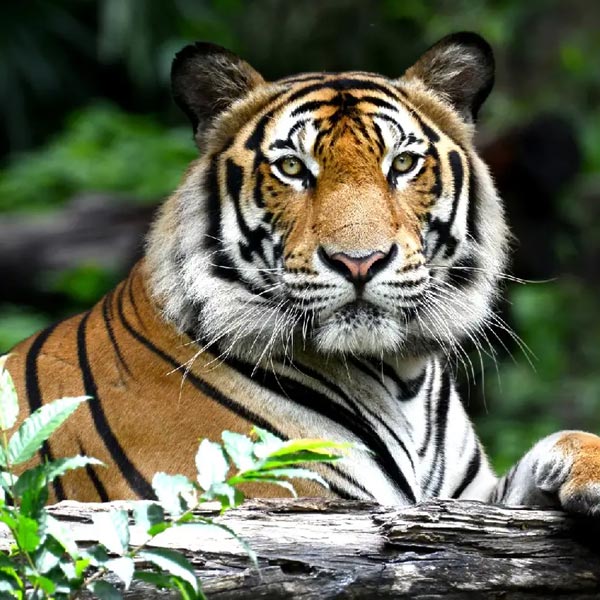 Ranthambore Attractions